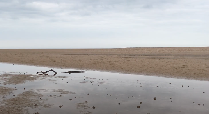 photo of holkham beach with some water and a dead tree branch in the foreground